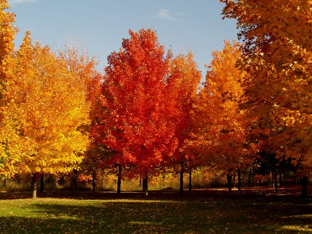 Red our blog about sugar maple tree.
sarpo. net
#maplesugaring #maplesyrup #maple #maplesyrupseason #maplesugar #sugaring #mapletree #maplesap #sugarshack #mapleseason #vermont #maplesugaringseason #puremaplesyrup #syrup #tappingtrees #maplesyrupproductions #sugarbush #sap #sugar