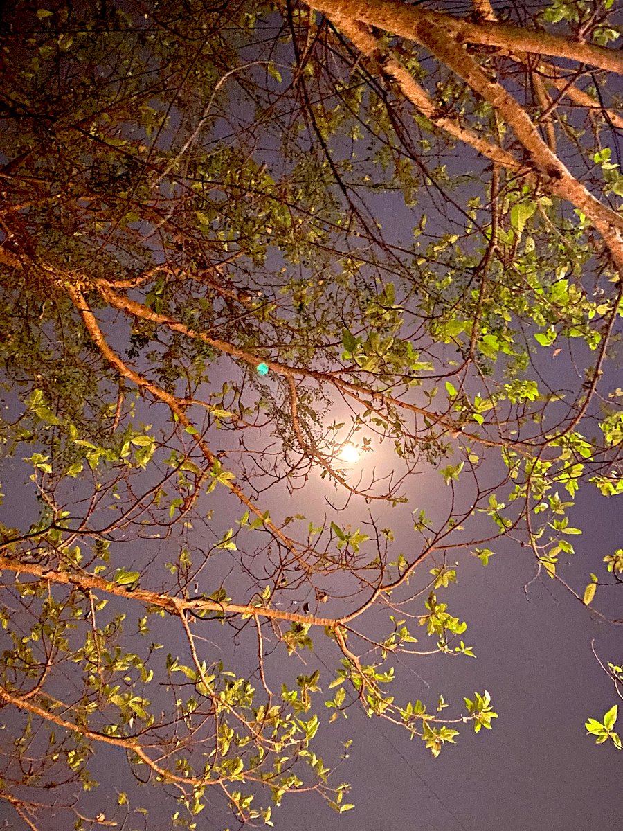 ppandeyenv's tweet image. Captured the breathtaking beauty of the moon during my evening walk today. It's incredible how nature never fails to leave us in awe! ✨ Wishing everyone a radiant #SharadPoornima filled with positivity &amp;amp; illumination. #MoonGazing #SharadPurnima #NaturalBeauty