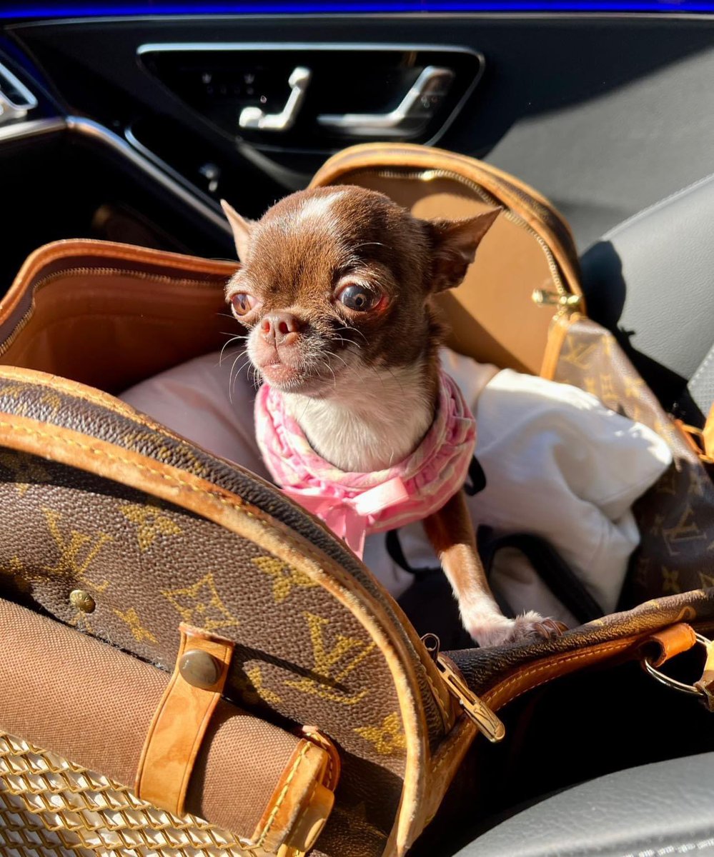 Christophe Choo on X: Fiona came to work todayChristophe Choo Real Estate  Group - Coldwell Banker Global Luxury for the first time without her  brother Alexander. So sad 😢😢😢 #Chihuahua #chihuahuaoftheday #chihuahuas #