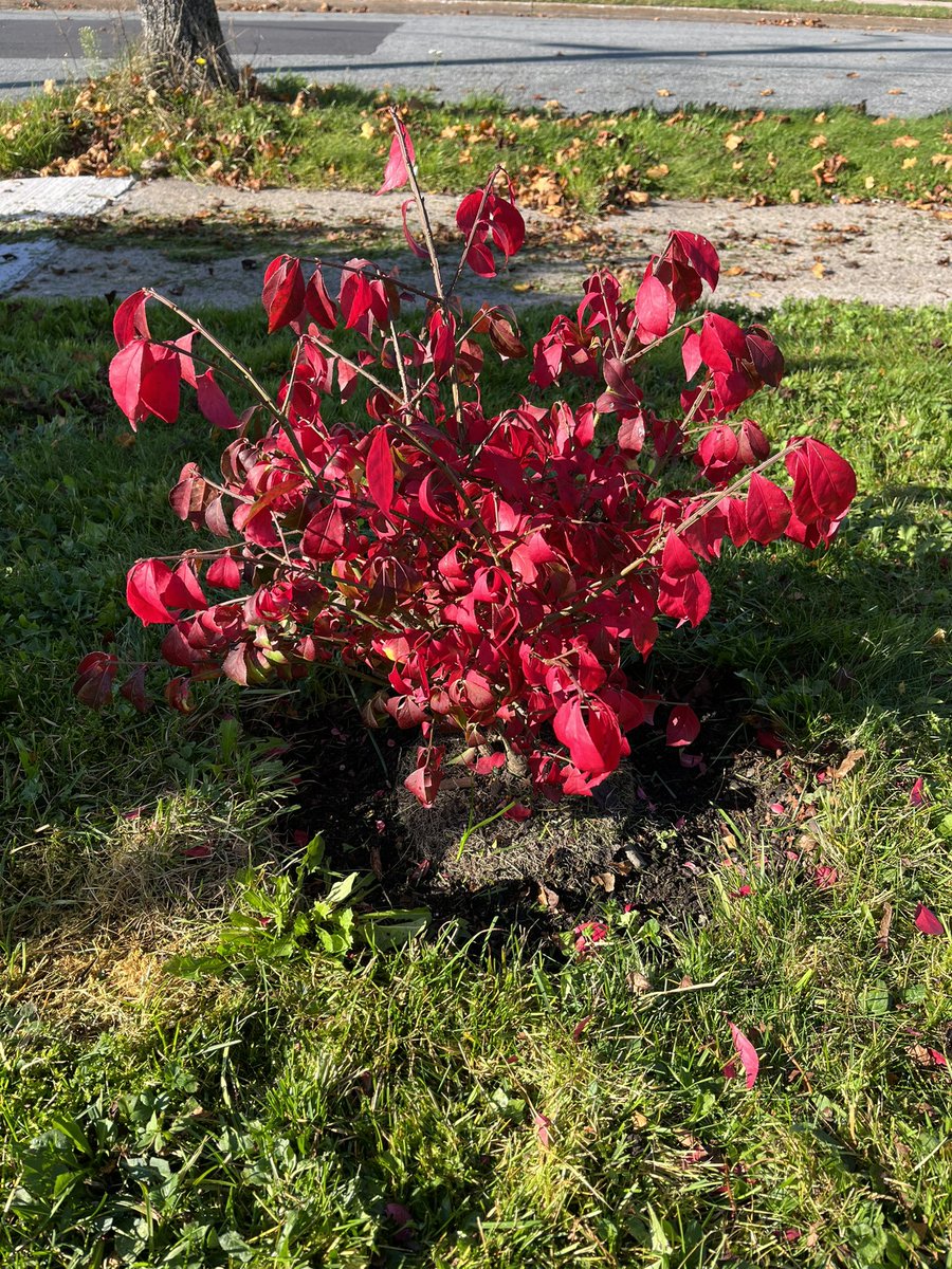 My Mom loved burning bushes, so I planted one in her memory over the summer. I love how vibrant red it is. 🥰❤️🔥 #burningbush #missyoumom