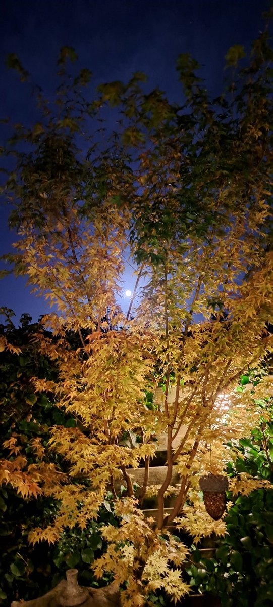 Fallen One, with A Lamp tweet media