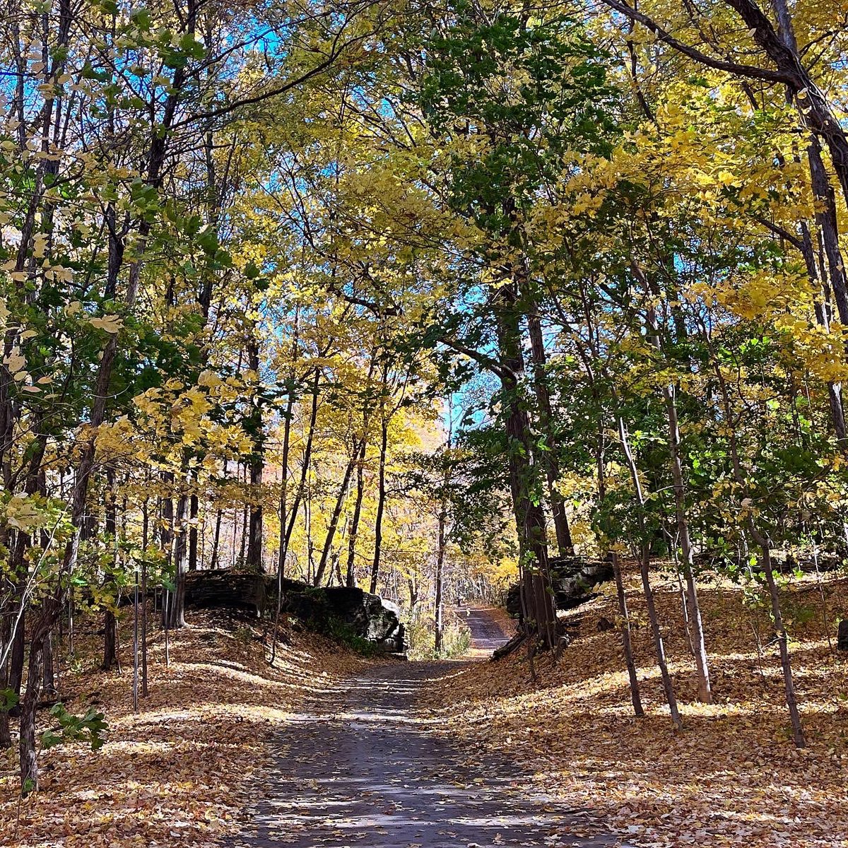 DianaHuson's tweet photo. Our @npca_ontario conservation areas are stunning examples of the beauty of the #NiagaraOn escarpment &amp; other woodland areas. Today #woodendconservationarea was a sea of golden fall foliage.  Experience these sites before the leaves drop 🍂🍁🍃#natureforall #conservationmatters https://t.co/ryTdNYPF14