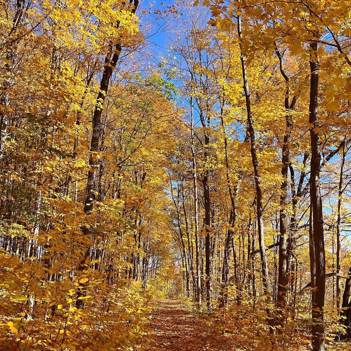 DianaHuson's tweet photo. Our @npca_ontario conservation areas are stunning examples of the beauty of the #NiagaraOn escarpment &amp; other woodland areas. Today #woodendconservationarea was a sea of golden fall foliage.  Experience these sites before the leaves drop 🍂🍁🍃#natureforall #conservationmatters https://t.co/ryTdNYPF14
