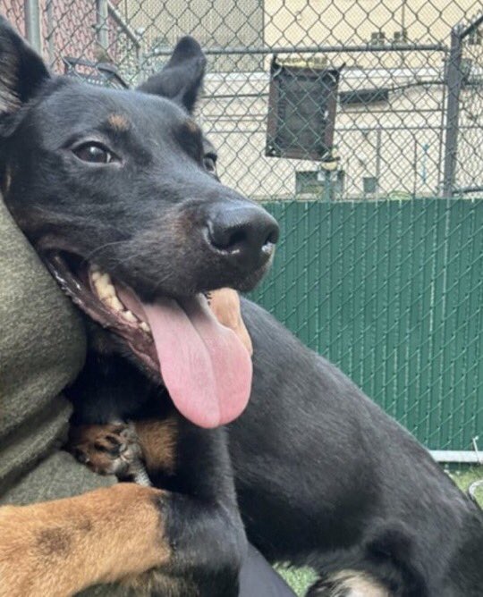 MyBoxerLuvMac1's tweet photo. ๐Cali๐
#NYCACC #185069 1y
โช๏ธKILL COMMANDโ
Sweetie, found in hallway w muzzle on. Who knows all endured!
Fearful, keeps 2 himself, explores. Gd mtg greeter dog.
Beautiful baby needs loving, N.East #Foster, 4 security, 2 decompress.
Pls #pledge
DM @notthesameone2
๐Cali https://t.co/MxmfmVwGOZ