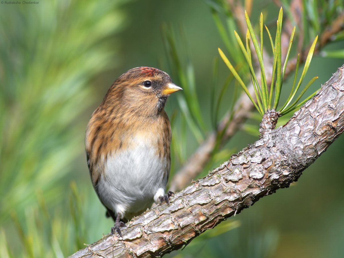 atleast 50 Lesser Redpolls today at Chobham Common in Surrey, a much awaited lifer ✅ Also 2 Ravens, 6 Siskins, 8 Redwings. @chobham_society @SurreyBirdNews @TBHPartnership @SurreyWT #LowCarbonBirding @ThePhotoHour