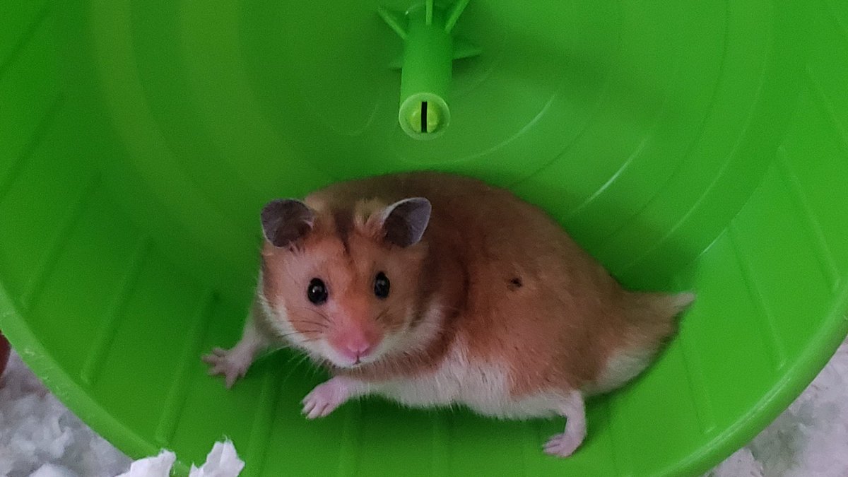 DuncanRabbit's tweet photo. @Phillies got a new hamster that loves his wheel so we couldn't resist naming him Zack "Wheels" Wheeler. #WheelsUp https://t.co/tRzUNCZkYD