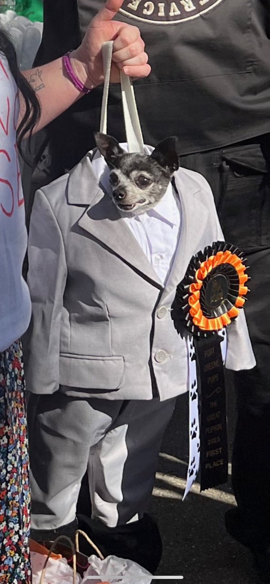 bowl_of_worcel's tweet photo. “David Byrne Suit” just slayed at the fort greene dog costume contest in Brooklyn https://t.co/sAqqBm6Mym