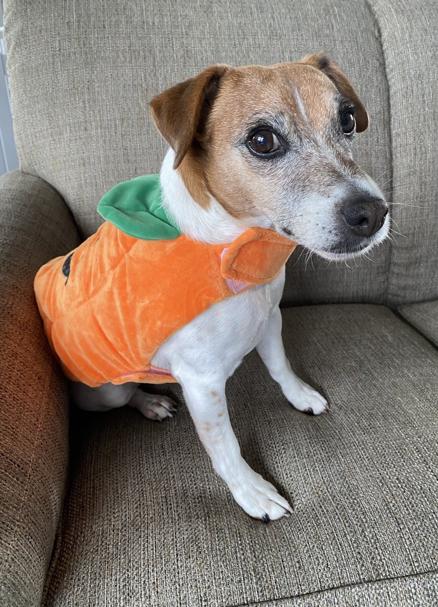 #PhotoChallenge2023October #SNELovesPets #dogs 
#dogsoftwitter #dogsofX
#Halloween2023 🎃🧡🎃
Day 28: “Trick or Treat” - 
I’ll just say ‘TREAT or Treat’ !! 🎃Pumpkin Little Bear🎃🧡