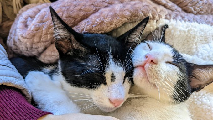 The babes 😊❤️ https://t.co/yZuCownFIr