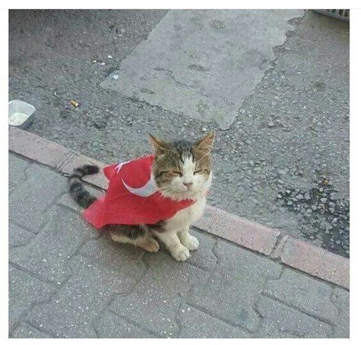 <a href="/NoCatsNoLife_m/">No Cats No Life</a>