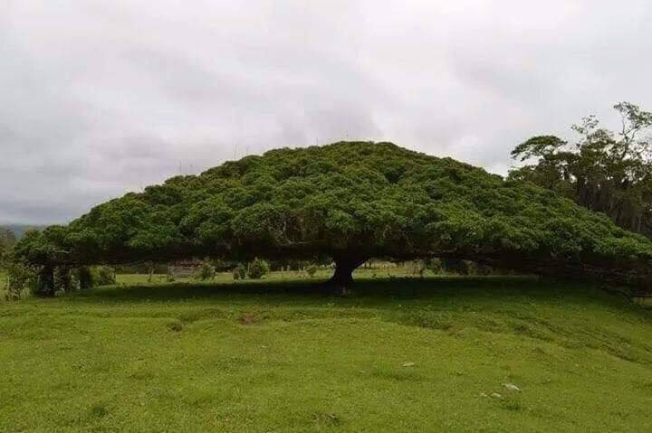 Aproximadamente 50 metros cuadrados de sombra son otorgados por este árbol 😮