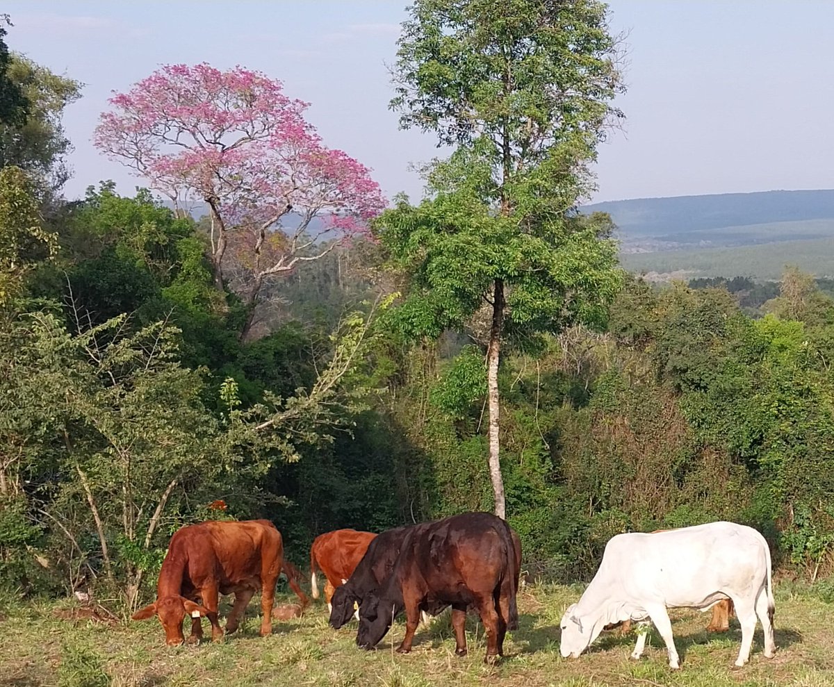 Fede Krause Veterinario tweet media
