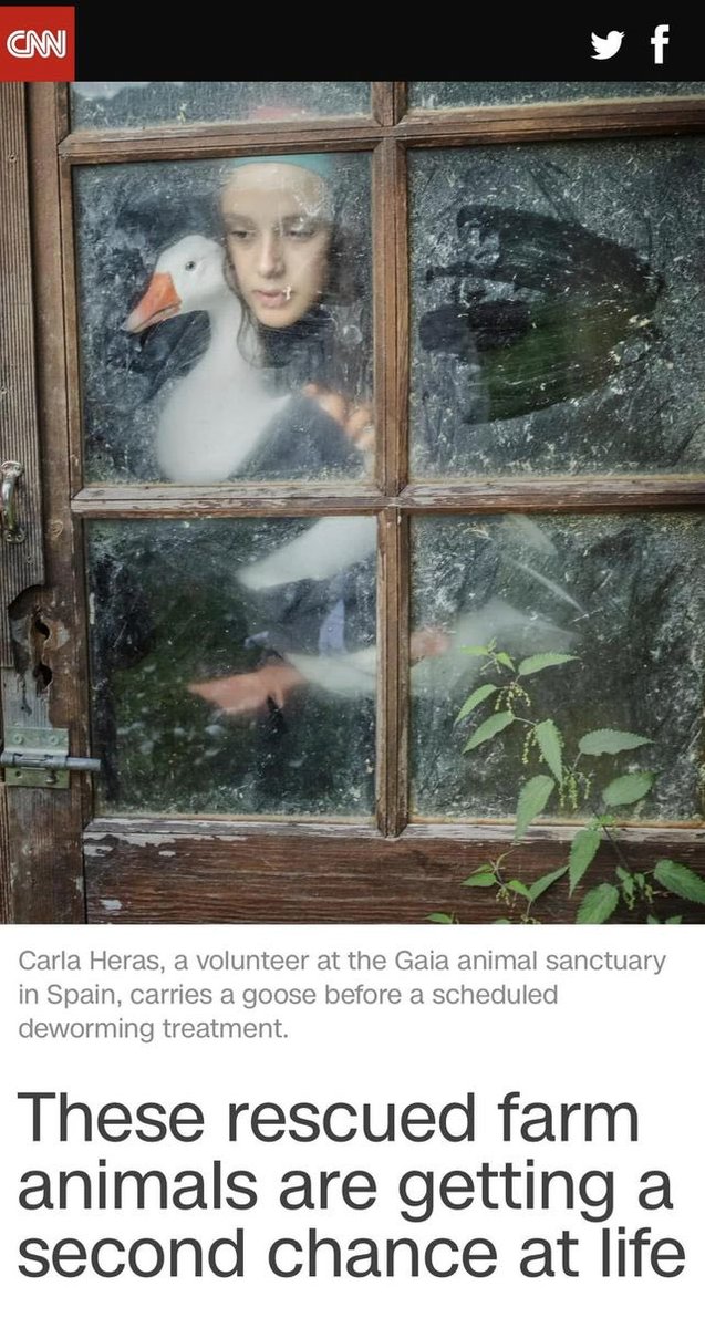 No podemos estar más emocionados y felices, porque el trabajo de la gran fotógrafa <a href="/apalaciosrubio/">Ana Palacios</a> sobre los santuarios españoles haya sido publicado en la CNN💪🏼😍

Podéis ver el reportaje en su web o bien copiando este link:

edition.cnn.com/.../animal-san…