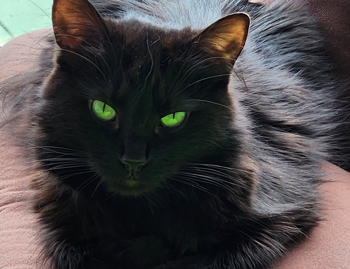 linipik's tweet photo. HAPPY NYX DAY!!!
5 years with my sweet small void🖤 https://t.co/ioSmjv5cyz
