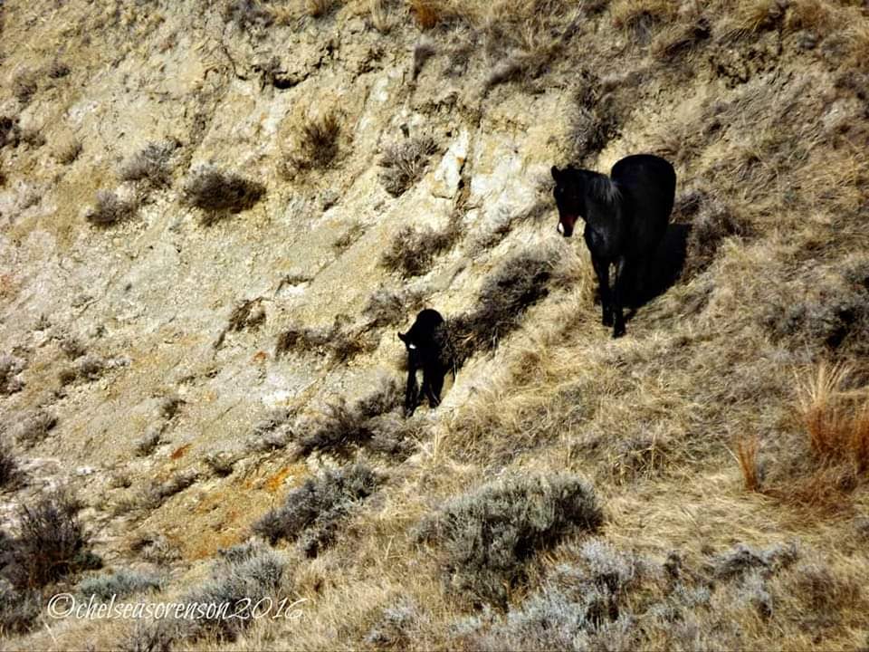 chels_spoonie's tweet photo. -he was at the trainer's, so it didn't work out. I can't believe I'll never get to meet him. RIP, my sweet boy. Bonus momma will never forget you. 😭🖤💔 #northdakotabadlandahorse #trnp #findyourpark #theodorerooseveltwildhorse https://t.co/rhapGdyBSQ