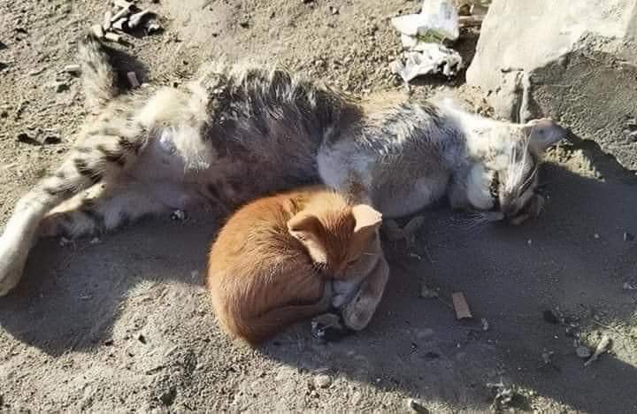 zarifulmaani's tweet photo. Speak for its cats ,If u don't like kids of Ghaza https://t.co/at0rjoZXxo