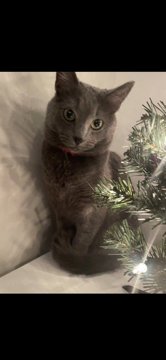 KaylaKiwiMarie's tweet photo. @joeimel missing my grey cat off Cumberland trace rd. Her name is Millie, she’s wearing a red collar, she’s VERY friendly but may be a little skiddish outside. Got out accidentally this morning and hasn’t come back, which is very unusual for her. Off Cumberland trace rd https://t.co/1tUSIBFYXS