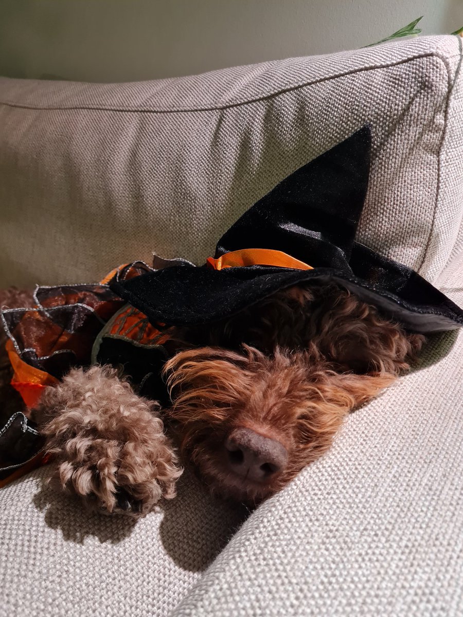 Aika koville otti haukkua kaikki ovella käyneet 97 tyyppiä 
#Halloween2023 #koirahommia