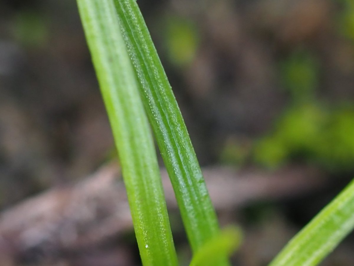 Land Quillwort Isoetes histrix at Caerthillian, Lizard today. @BSBIbotany @FernBPS