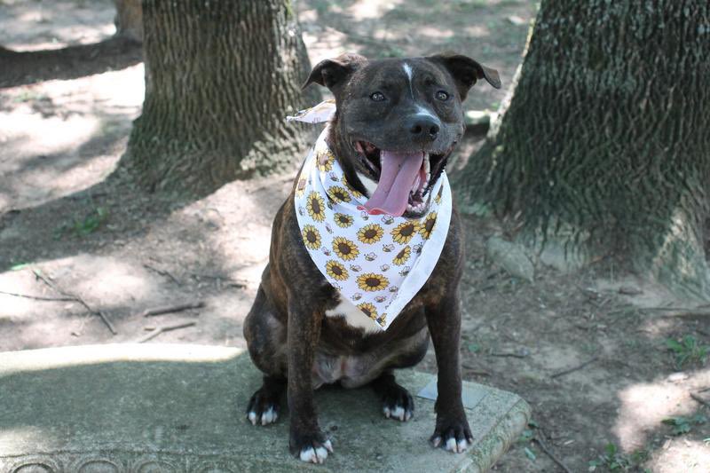 Trisha Yearwood Pet Collection tweet media