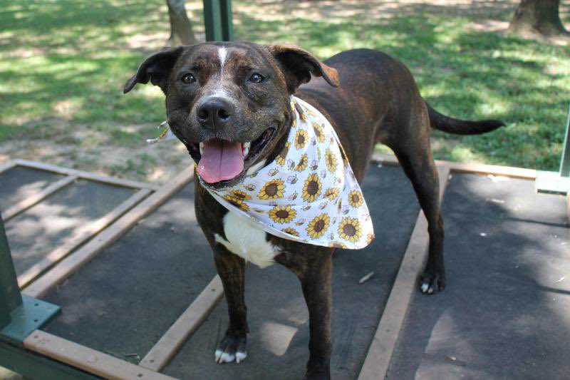 Trisha Yearwood Pet Collection tweet media