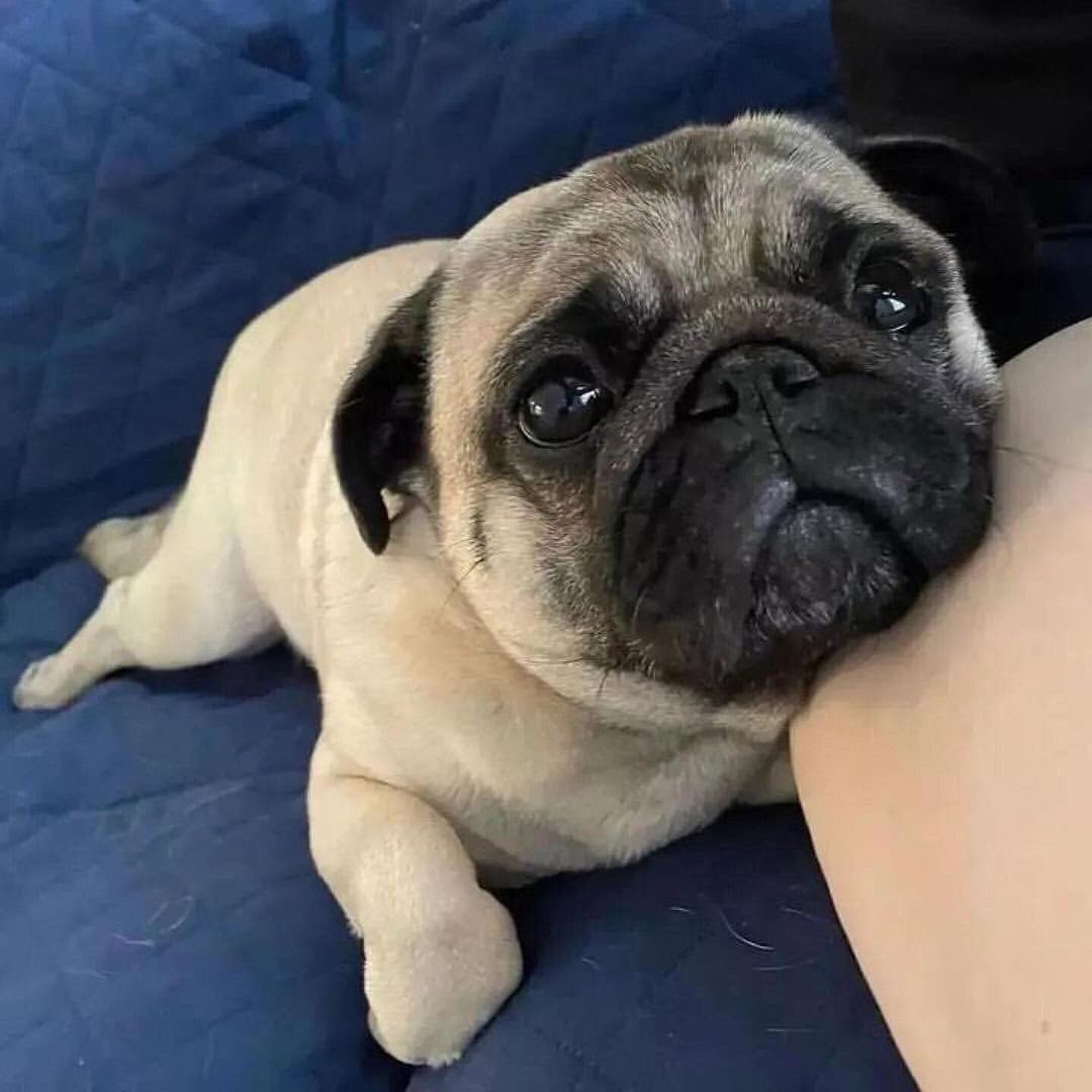 So cute 🐶❤️

#pug #puglove #pugsofinstagram #pugs #puglife #puglover #pugpuppy #pugnation #pugstagram #pugsnotdrugs #pugoftheday #pugworld #puglovers #pugslife #pugmania #pugclub #pugbasement #pugpuppies