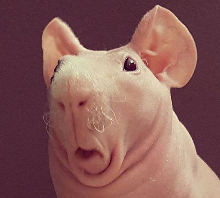 Guys when they shave their beard