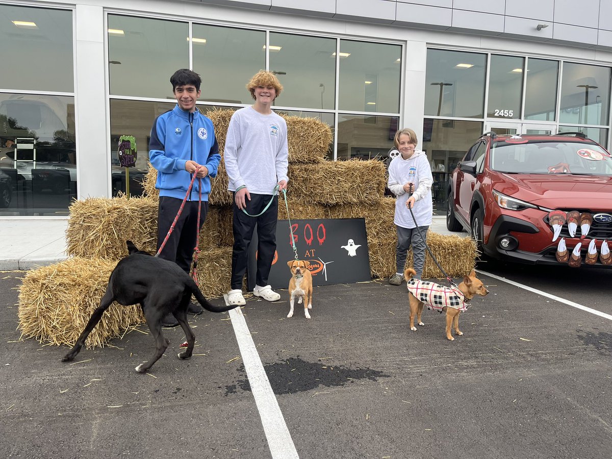 VenereLabOSU's tweet photo. @K9CollectiveOh Sia is at Byers Dublin now till 4! Come meet her and Chewy and Scooby! https://t.co/M4a3EInk2T