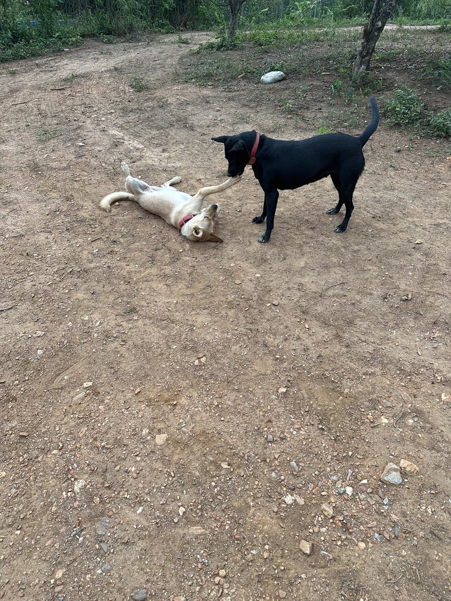 ayudemosapluto's tweet photo. Meanwhile this inseparable pair #GingerAP and #BlancaAP π In the simplicity of life we ββfind complete happiness π«Άπ» Beings that teach and fill like no one else πΎπΎ https://t.co/9WGtU75lZ5
