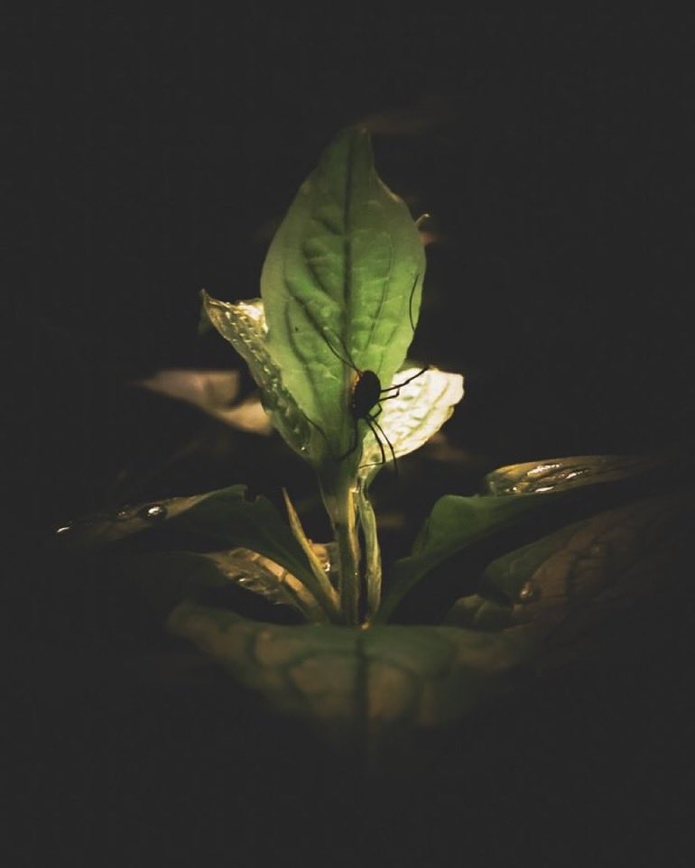 And she sold
her withering soul
to the highest bidder.

#vss365
#OnePicPoetry | #85
 📸 by @Contra_Mundum_1