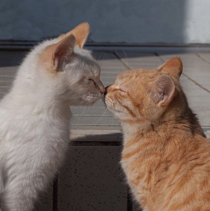 Cutie Cats