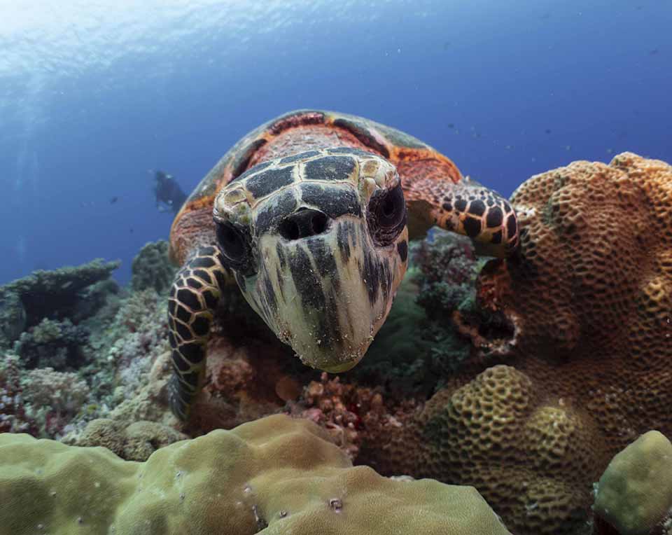 Registration is open for the most exciting coral reef event of the year #RCUK2023, Newcastle, Saturday 9th December! Book tickets here: reefconservationuk.org/registration1.… and workshops on Friday 8th December here: reefconservationuk.org/workshops1.html @SciencesNCL @ecology_ncl @newcastlemarine