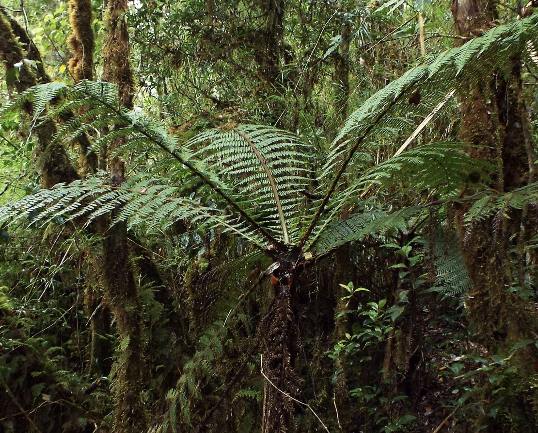 Check out the New posts up on FernsoftheWorld.com from Western  Australia and Papua New Guinea e.g. this handsome Alsophila microphylloides 😍fernsoftheworld.com/2023/10/03/als…