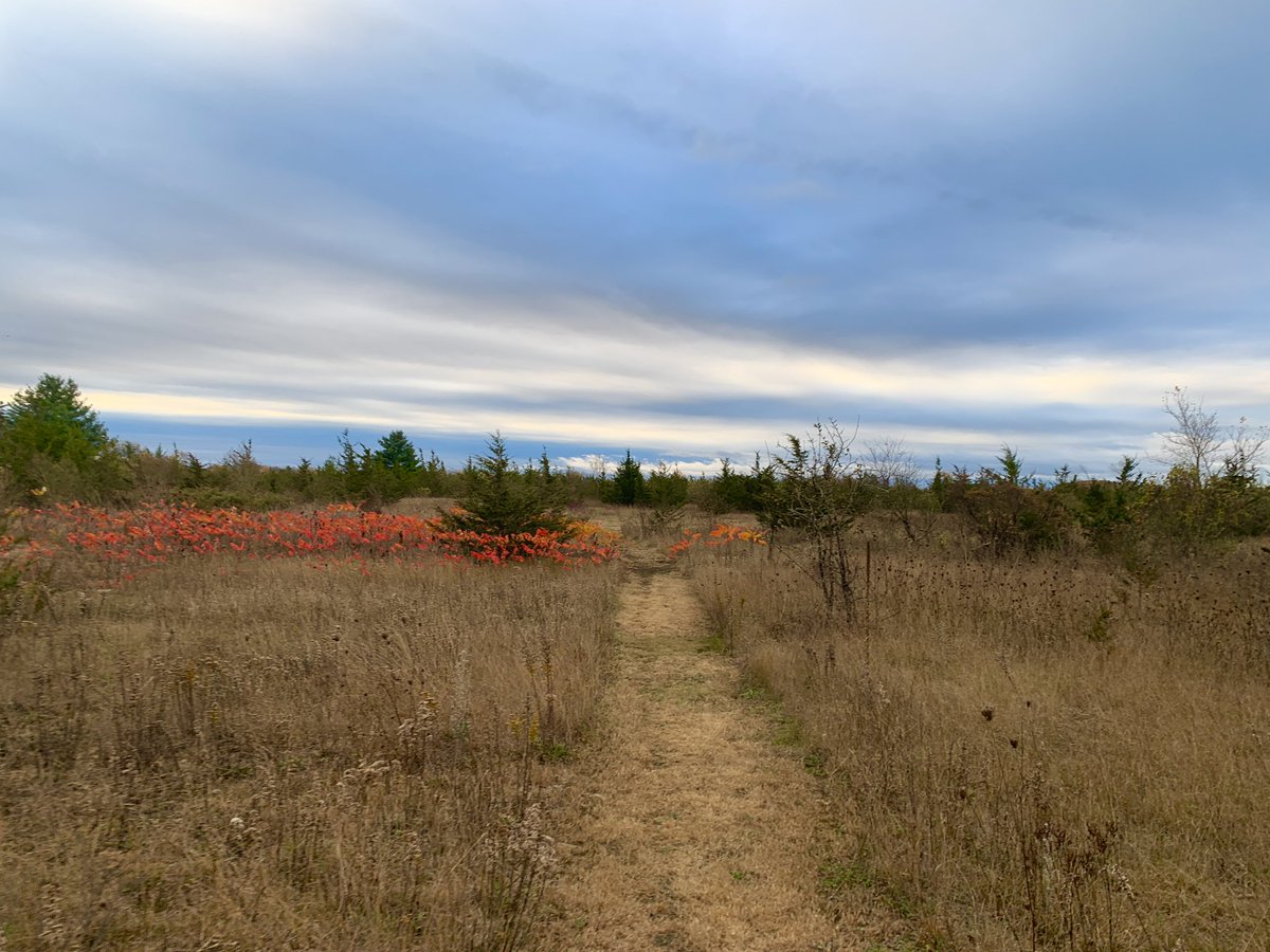 HealeyHeather's tweet image. Saturday morning full of orange, brown, and GOLD! #goldenretrievers #fallbliss