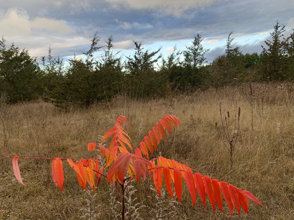 HealeyHeather's tweet image. Saturday morning full of orange, brown, and GOLD! #goldenretrievers #fallbliss