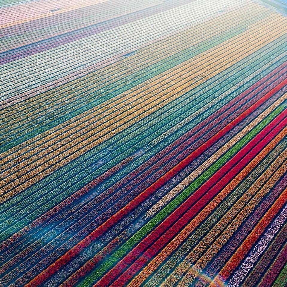 Los hermosos campos de tulipanes en Holanda 🌷