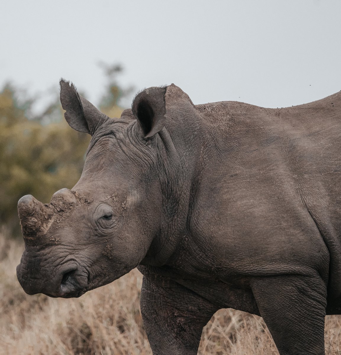ConservationACE tweet picture