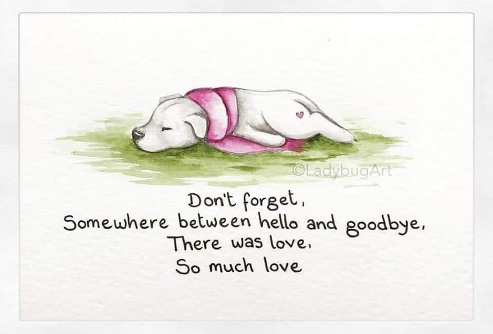 april_rayburn's tweet photo. @MunchkinBeagle https://t.co/PR5cdediVl