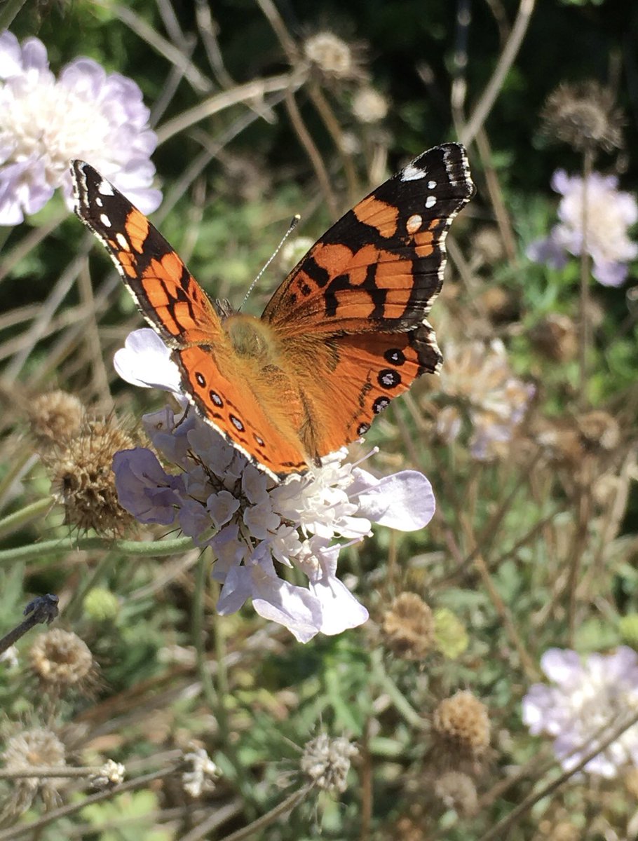 I lost count of how many species of butterflies I saw in a 10 minute span. This West Coast Lady was kind enough to strike a pose. #mygarden #butterfly #XNatureCommunity