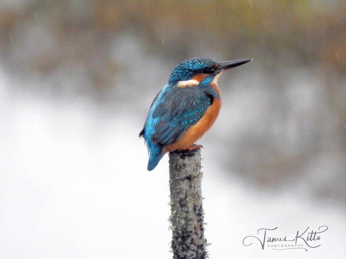 James Kitto Photography tweet media