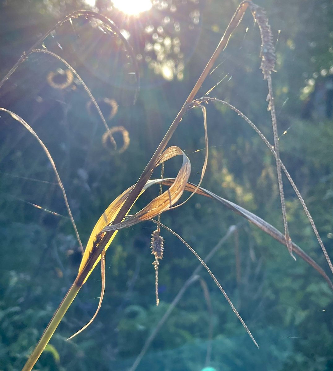 Sarie1108's tweet photo. Some great photos from our beautiful garden this week - stunning light. So lucky to have this. All iPhone 12. #thringstone #nwleics https://t.co/Z8EVE6gWIz