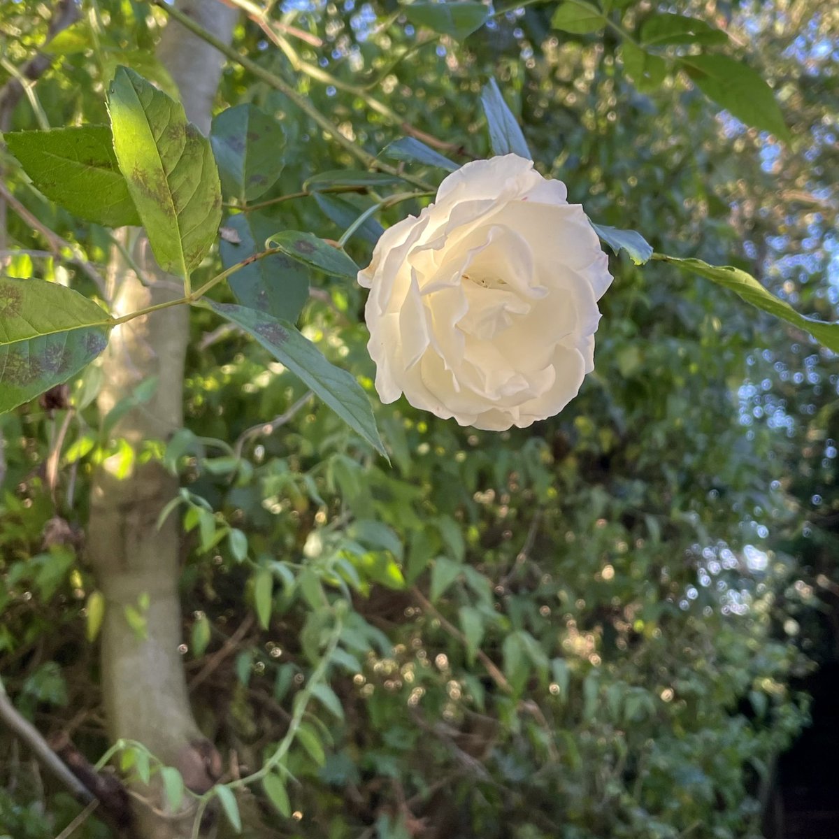 Sarie1108's tweet photo. Some great photos from our beautiful garden this week - stunning light. So lucky to have this. All iPhone 12. #thringstone #nwleics https://t.co/Z8EVE6gWIz