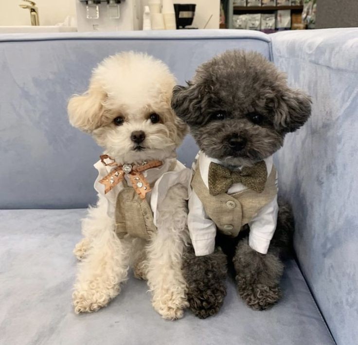 🕊🌹L♥VE_SIYA🌹🕊 tweet media