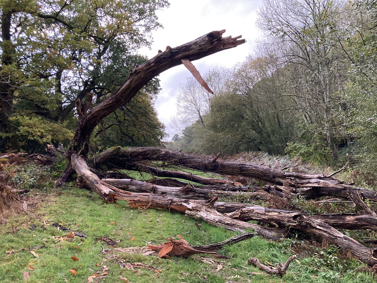 LeggeBourke's tweet photo. To those that were due to come to the #FunRide2023 .@glanusk today, very thankful we postponed due to weather. One of a few trees #oldoak fell today in the rain and wind. This one on the main route along river. Looking forward to seeing you next year. https://t.co/CABEkxObT7