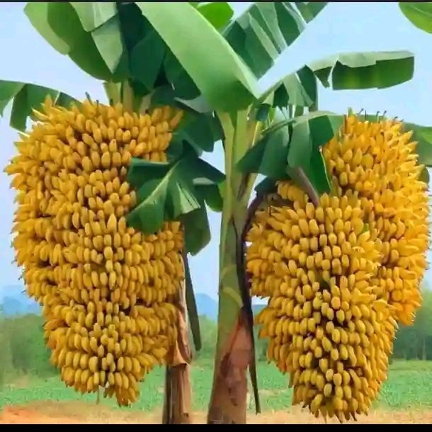 When your time comes, this banana will represent your seeds