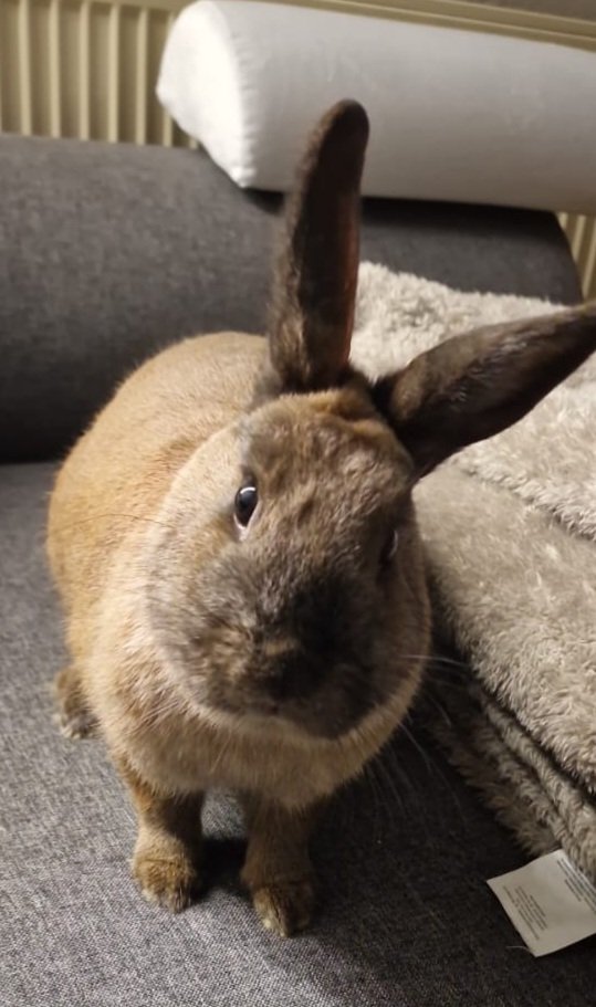 <a href="/Nacho_Babe/">Nacho</a> Du siehst ja bald so aus wie Ich 🐰