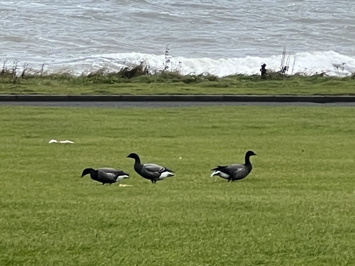 Feasting Dark bellied Brent geese this afternoon, Arbroath coast line, been around for a few days. ⁦@BTO_Scotland⁩ ⁦@RSPBbirders⁩