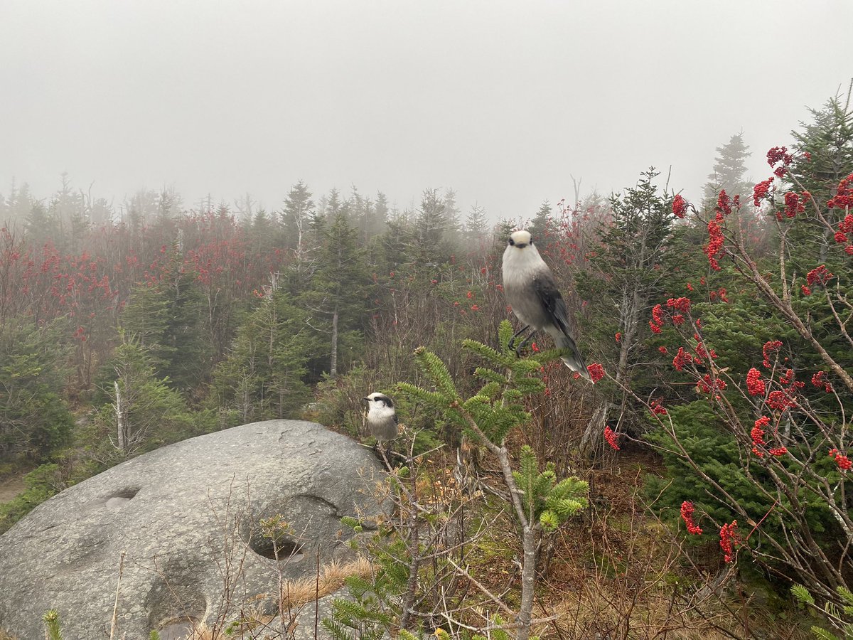 A little spicy on the higher summits of NH today…mid forties, 70-mph winds, and light rain. Quite the dichotemy when it’s 76 and sunny down in the valley. Mt. Jefferson via Caps Ridge Trail. Quick trip to the summit and back down in 3.5 hours