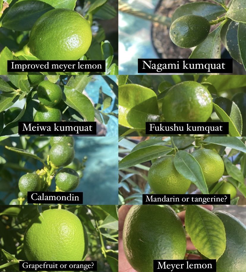 Jose & the Pussycats 😾😸😺 tweet media