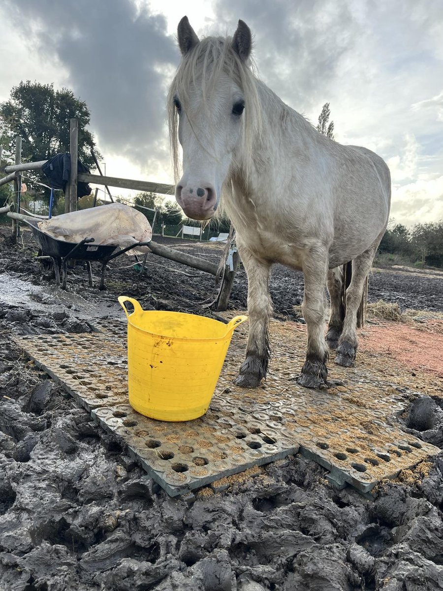 CecilsSanctuary's tweet photo. Billy took the opportunity to pose on the start of our #Mudcontrol path. We are so excited to be getting some more mats soon due to being part of the fabulous campaign and most of all thanks to our INCREDIBLE supporters who have donated so many slabs. #feelingblessed #ponyhour https://t.co/x7v7TvizQj